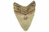 Fossil Megalodon Tooth - North Carolina #255387-2